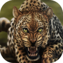 模拟猎豹