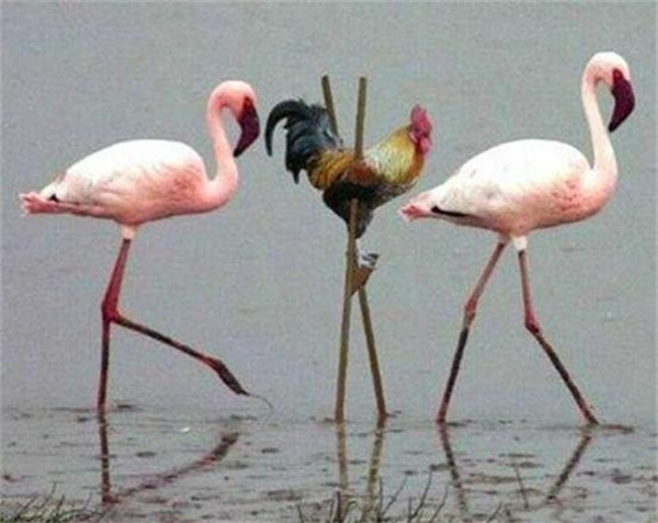 宅男三观竟毁:御姐与萝莉奇葩动作 抽动你的神经