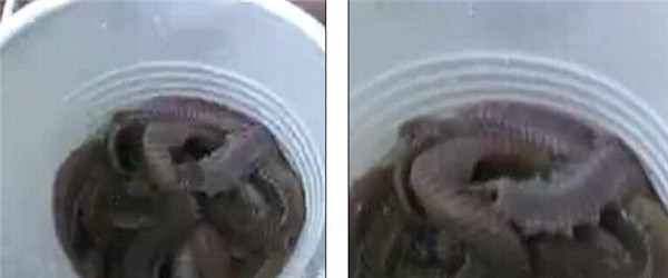 保你怀孕:法国男子直播呑1000只蚯蚓 活的活的!!