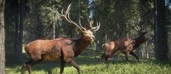 猎人:野性的呼唤罗斯福麋鹿怎么猎杀
