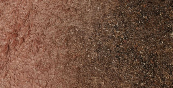 《上古卷轴5》3D风景Mod展示 超逼真树木花卉模型