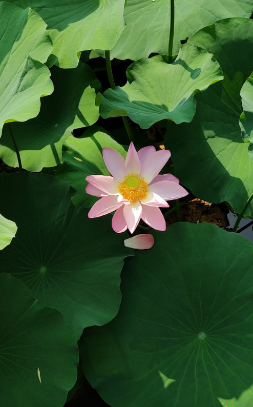 1658894169397144.png image.png