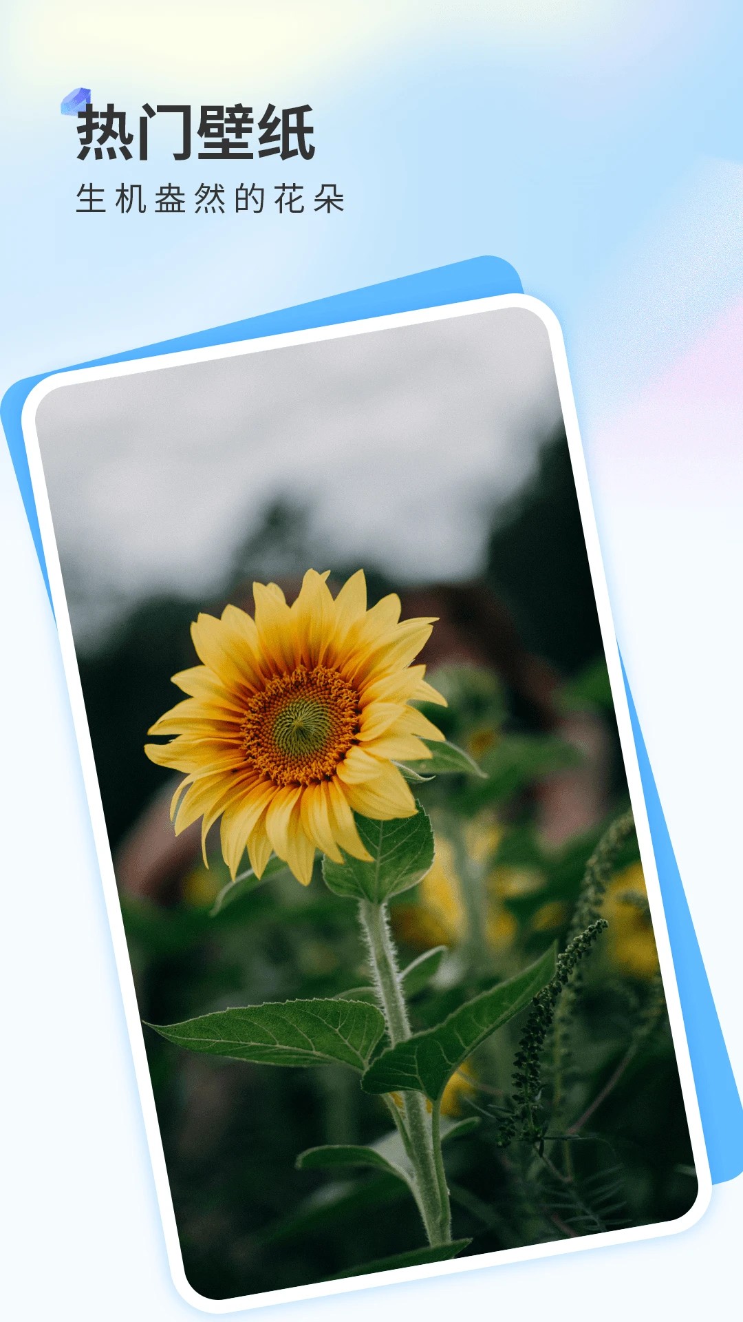 克拉壁纸纯净版