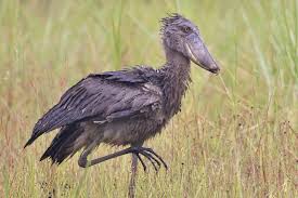 符合鲸头鹳特征的有哪些