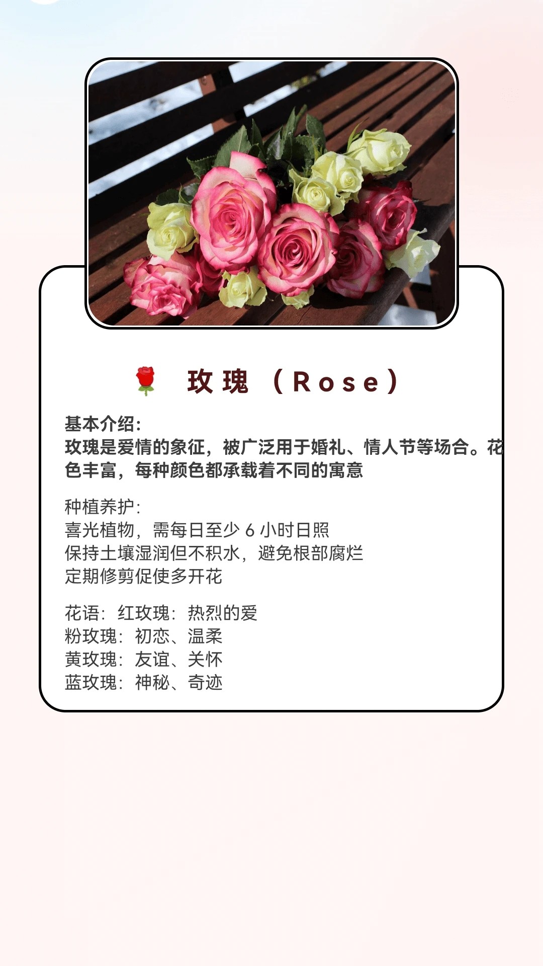 月光短剧会员免登录