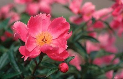 如何解锁Garden-in园艺大师成就