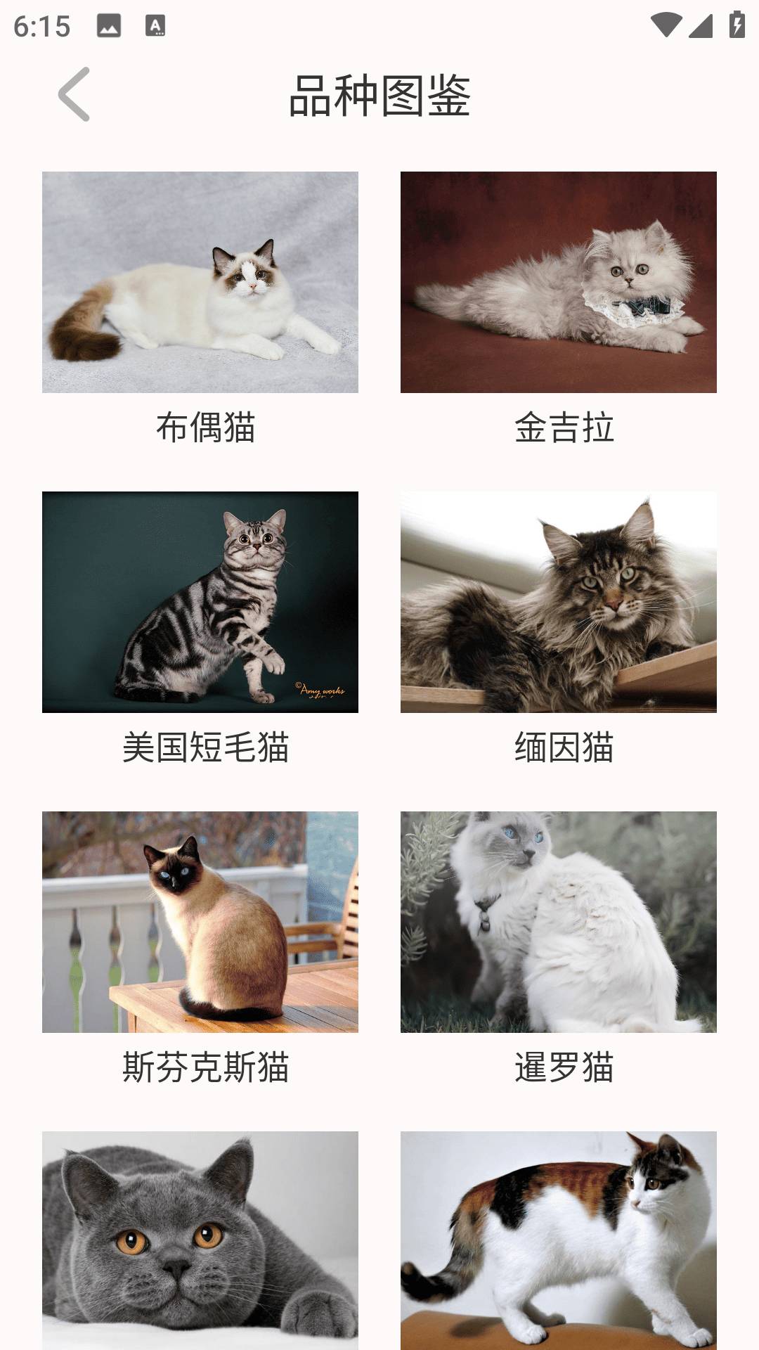 猫眼精灵纯净版
