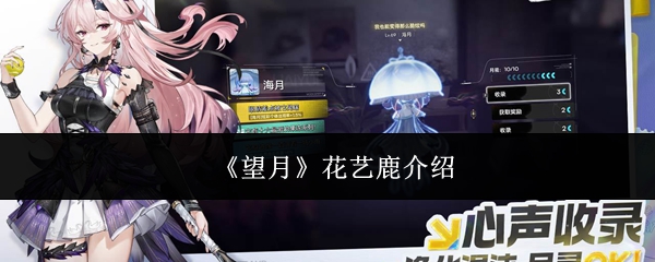 《望月》花艺鹿介绍