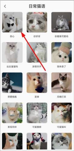 猫语翻译机app猫语翻译教程