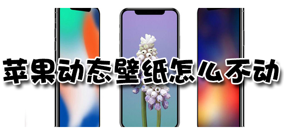 1562235544381683.png 苹果动态壁纸不动怎么办_不动解决办法图文一览