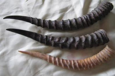 1563677292448669.png 角应该丢在哪个垃圾桶?角垃圾种类归属分析