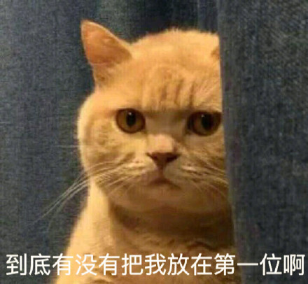 很火的猫表情包 很火的猫表情包