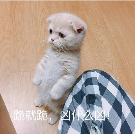 很火的猫表情包 很火的猫表情包