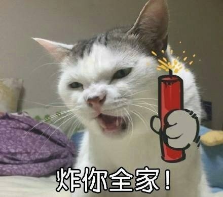 很火的猫表情包 很火的猫表情包