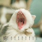 很火的猫表情包 很火的猫表情包