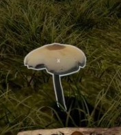 蘑菇:森林漫步