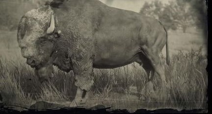荒野大镖客2传说野牛在哪捕获传说野牛捕获方法一览