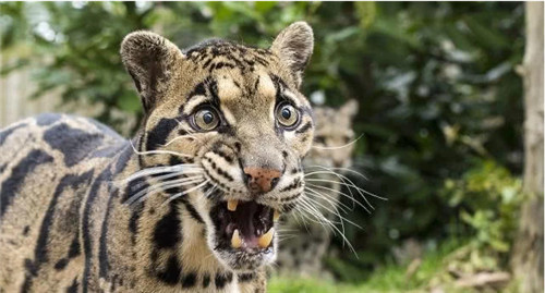 明日方舟煌是什么动物?明日方舟煌种族解析介绍