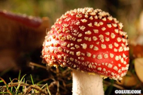 马里奥不是水管工的秘密