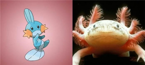 《口袋妖怪》原型 现实中对比图