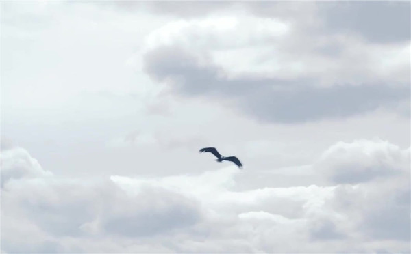 《刺客信条:枭雄》创意宣传片：鹰眼视角下的伦敦