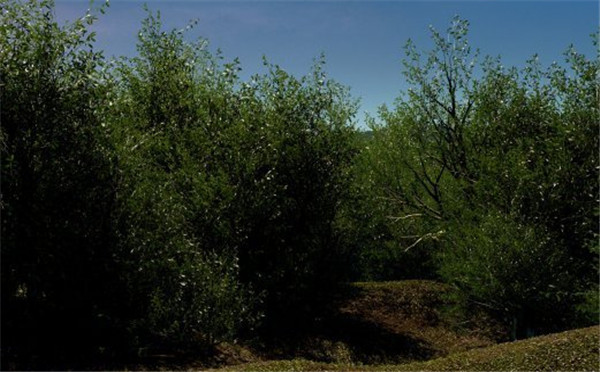 虚幻4制作的风景图 画面逼真出乎您的意料