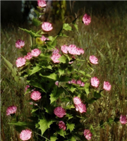 《上古卷轴5:天际》最新MOD截图分享 忠实粉的温情献礼