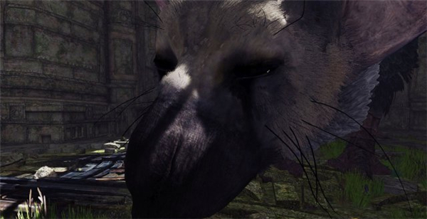 最后的守护者》PSVR版首批截图曝光 主角可爱又庄重