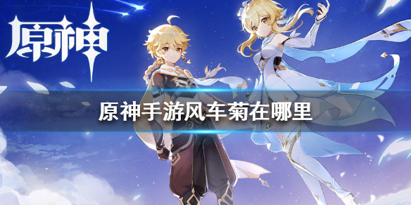 原神手游风车菊在哪里