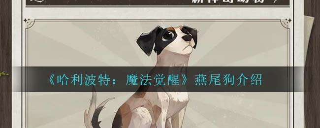 哈利波特魔法觉醒燕尾狗怎么样