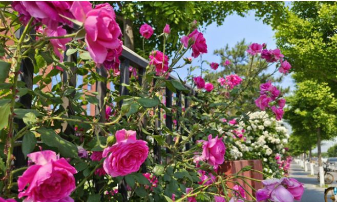 红魔7SPro拍照效果好吗