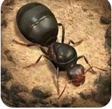 蚂蚁窝模拟器