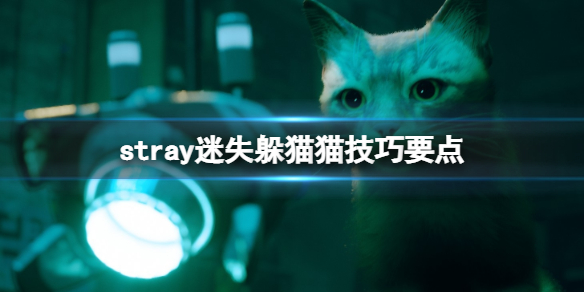 stray躲猫猫怎么操作