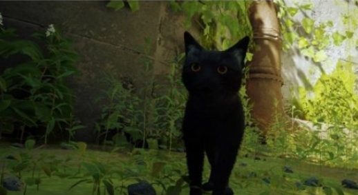 迷失Stray橙色眼睛的黑猫MOD0