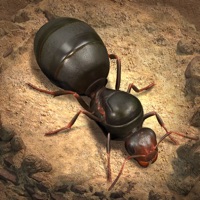 小小蚁国真实蚂蚁世界