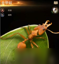 小小蚁国特化蚁属性如何