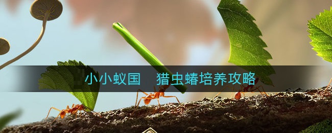小小蚁国猎虫蝽怎么样