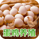 中国蛋鸡养殖平台