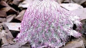 珍稀物种水母雪兔子的游戏内获取方法