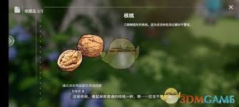 开放空间瓶中小径收集物核桃在哪