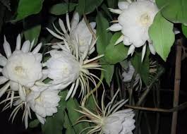 昙花为什么一般在晚上盛开