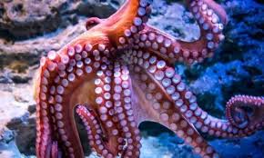 哪种海洋动物会变色伪装
