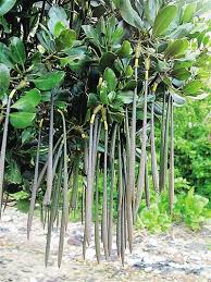 哪种植物有胎生现象