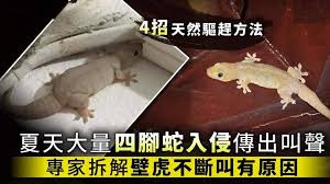 壁虎会发出声音吗