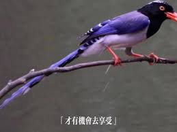 抖音蓝桉已遇释槐鸟是什么意思