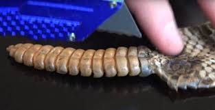 响尾蛇刚出生时尾巴就能发出响声吗