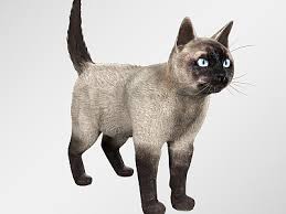 如何实现布偶猫3D试衣效果