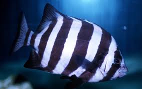 条石鲷幼鱼有什么习性