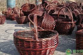 被誉为中国柳编之乡的是哪个县