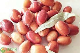 沙枣分布在我国哪些地区